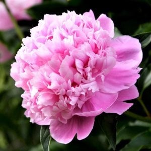 Monsieur jules elie şakayık çiçeği soğanı ithal peony paeonia