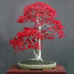 Acer rubrum tohumu red maple alev kırmızı bonsai
