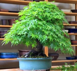 Acer rubrum tohumu red maple alev kırmızı bonsai