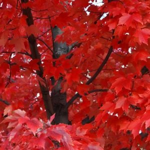 Acer rubrum tohumu red maple alev kırmızı bonsai