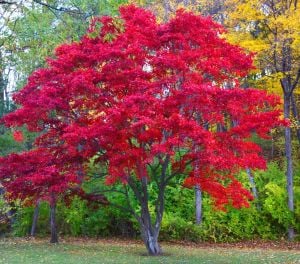 Acer rubrum tohumu red maple alev kırmızı bonsai