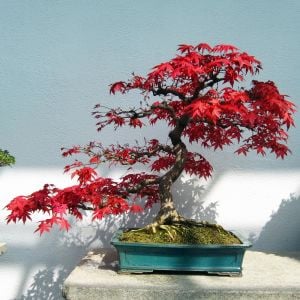 Acer rubrum tohumu red maple alev kırmızı bonsai