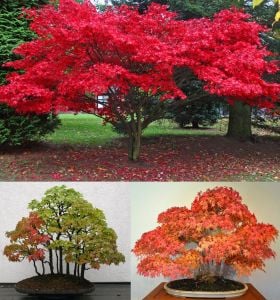 Acer rubrum tohumu red maple alev kırmızı bonsai