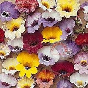 Nemesia tohumu bodur karnaval karışımı strumosa