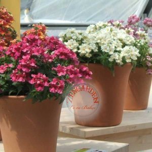 Nemesia tohumu bodur karnaval karışımı strumosa