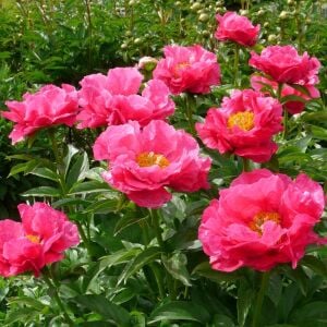 Paula Fay şakayık saksılı bitki peony paeonia ithal