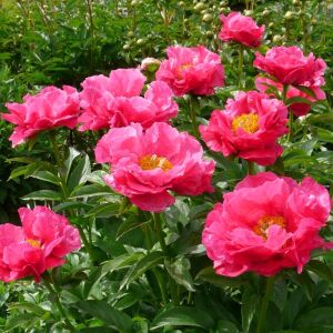 Paula Fay şakayık saksılı bitki peony paeonia ithal