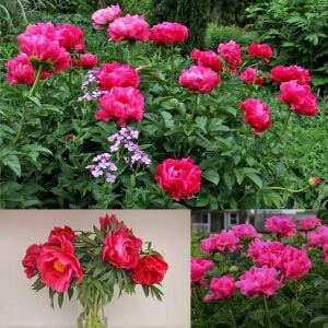 Paula Fay şakayık saksılı bitki peony paeonia ithal
