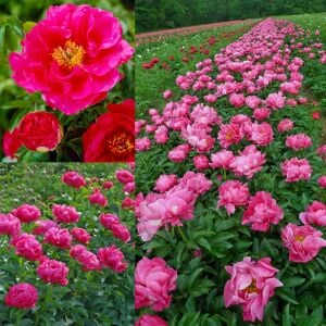 Paula Fay şakayık saksılı bitki peony paeonia ithal