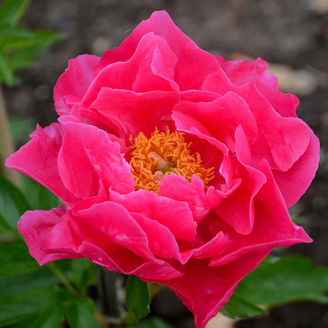 Paula Fay şakayık saksılı bitki peony paeonia ithal