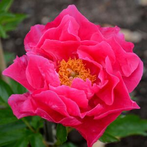 Paula Fay şakayık saksılı bitki peony paeonia ithal