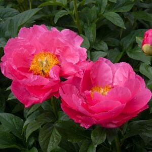 Paula Fay şakayık saksılı bitki peony paeonia ithal