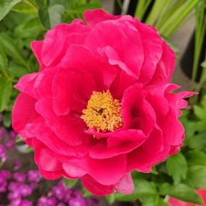 Paula Fay şakayık saksılı bitki peony paeonia ithal