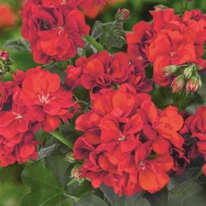 Gerçek kırmızı sarkan sakız sardunya fidesi ithal pelargonium true red