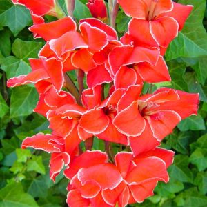 Atom Bizans glayöl soğanı gladiolus nanus ithal
