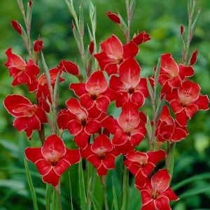 Atom Bizans glayöl soğanı gladiolus nanus ithal