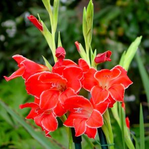 Atom Bizans glayöl soğanı gladiolus nanus ithal