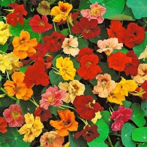 Katmerli latin çiçeği tohumu nasturtium mücevher serisi