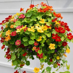 Katmerli latin çiçeği tohumu nasturtium mücevher serisi