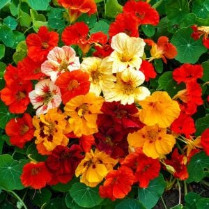 Katmerli latin çiçeği tohumu nasturtium mücevher serisi