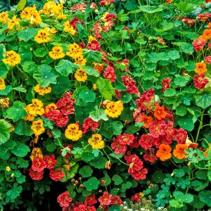 Katmerli latin çiçeği tohumu nasturtium mücevher serisi