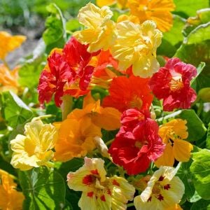 Katmerli latin çiçeği tohumu nasturtium mücevher serisi