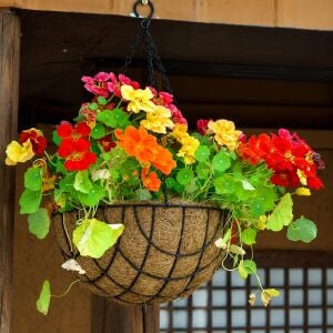 Katmerli latin çiçeği tohumu nasturtium mücevher serisi