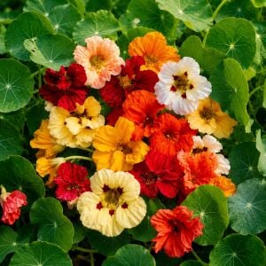 Katmerli latin çiçeği tohumu nasturtium mücevher serisi