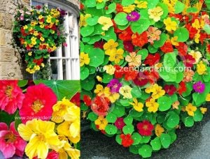 Katmerli latin çiçeği tohumu nasturtium mücevher serisi