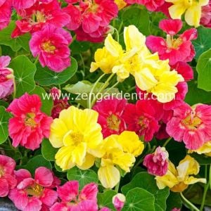 Katmerli latin çiçeği tohumu nasturtium mücevher serisi