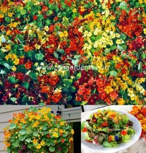 Katmerli latin çiçeği tohumu nasturtium mücevher serisi