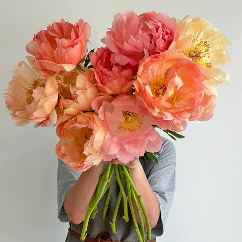 Coral Sunset Şakayık Çiçeği – Saksıda Yetişmiş Dikime Hazır Paeonia