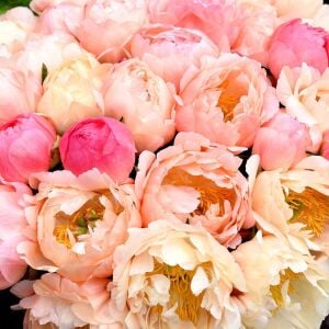 Coral Sunset Şakayık Çiçeği – Saksıda Yetişmiş Dikime Hazır Paeonia