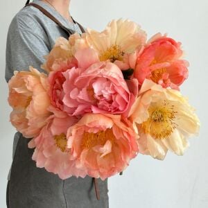 Coral Sunset Şakayık Çiçeği – Saksıda Yetişmiş Dikime Hazır Paeonia