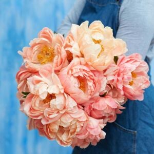 Coral Sunset Şakayık Çiçeği – Saksıda Yetişmiş Dikime Hazır Paeonia