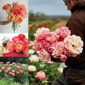 Coral Sunset Şakayık Çiçeği – Saksıda Yetişmiş Dikime Hazır Paeonia