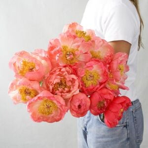 Coral Sunset Şakayık Çiçeği – Saksıda Yetişmiş Dikime Hazır Paeonia