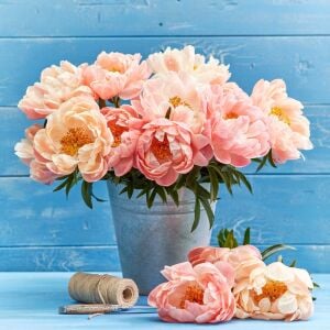 Coral Sunset Şakayık Çiçeği – Saksıda Yetişmiş Dikime Hazır Paeonia