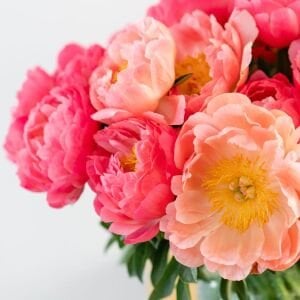 Coral Sunset Şakayık Çiçeği – Saksıda Yetişmiş Dikime Hazır Paeonia