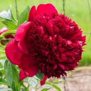Red charm şakayık çiçeği soğanı ithal peony paeonia