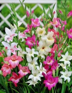 Charm Bizans glayöl soğanı gladiolus nanus ithal