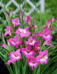 Charm Bizans glayöl soğanı gladiolus nanus ithal