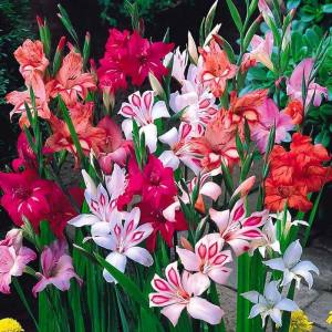 Charm Bizans glayöl soğanı gladiolus nanus ithal