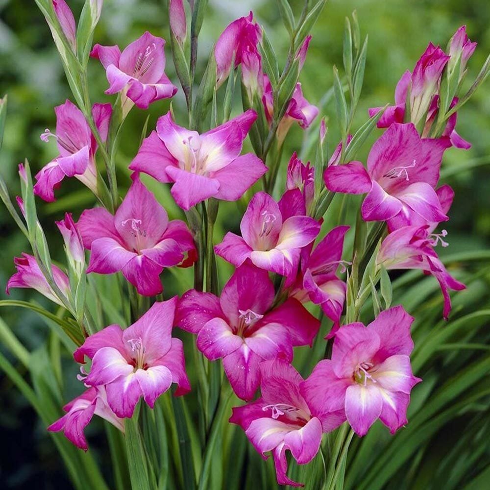 Charm Bizans glayöl soğanı gladiolus nanus ithal
