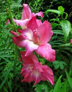 Charm Bizans glayöl soğanı gladiolus nanus ithal