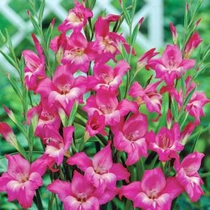 Charm Bizans glayöl soğanı gladiolus nanus ithal