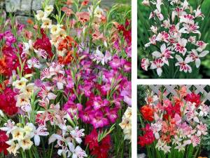 Charm Bizans glayöl soğanı gladiolus nanus ithal