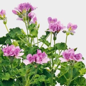Coca cola kokulu sardunya fidesi sivrisinek kovucu pelargonium odorata cola