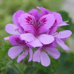 Coca cola kokulu sardunya fidesi sivrisinek kovucu pelargonium odorata cola