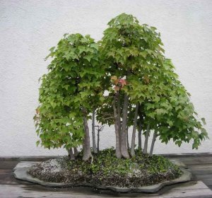 Trident maple acer buergeranum akçaağaç tohumu